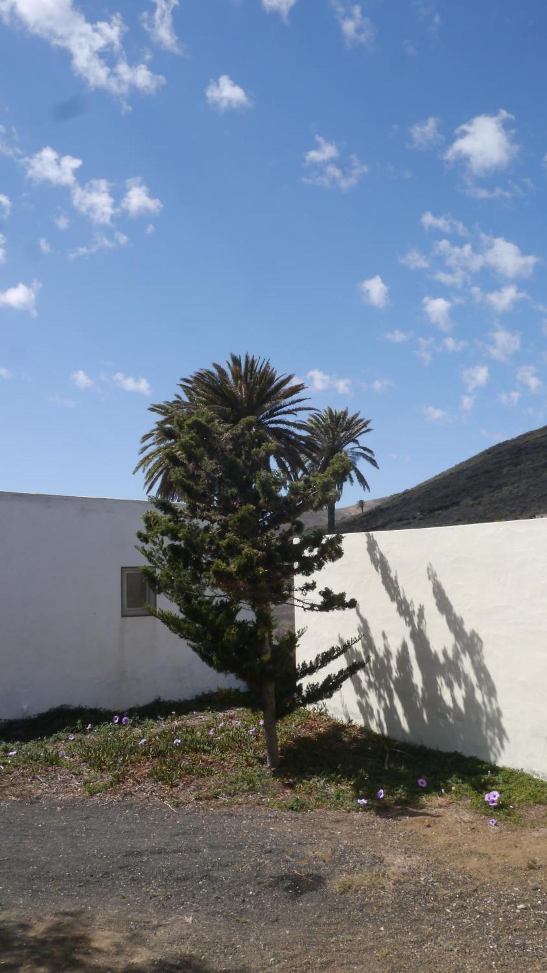 Villa Casa Olga à Máguez Extérieur photo